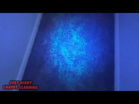 Pet Stain Treatment 